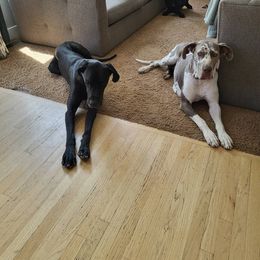 Great Dane All Grown Up from Denver Danes