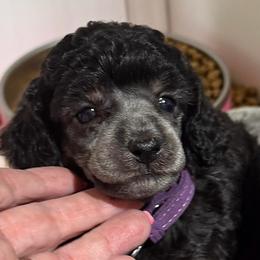 Purple - will be Silver Phantom - Phantom female Poodle puppy in Simms, Texas from Donna’s Aussies & Pink Heart Poodles