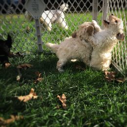 Poodle Puppies from Clarion Poodles