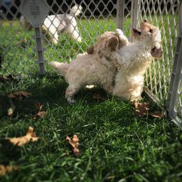 Poodle Puppies from Clarion Poodles