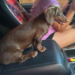 Cheddar - Dachshund