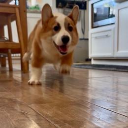 Boy 9 - male Pembroke Welsh Corgi puppy in Riverside, California from Corgipuppystore