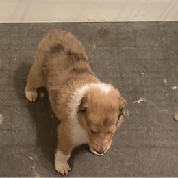 Collie Puppies from Lost Acres