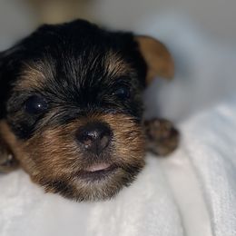 Yorkshire Terriers from Taylored Pups