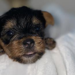 Yorkshire Terriers from Taylored Pups