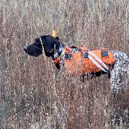 German Shorthaired Pointers from Eagle Ranch Kennels