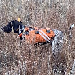 German Shorthaired Pointers from Eagle Ranch Kennels