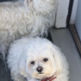 Maltese from Wynn Farms