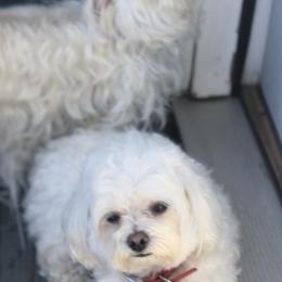 Maltese from Wynn Farms