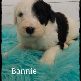 Bonnie - Black and white female Sheepadoodle puppy in Farley, Iowa from Iowa's Doodle Co.