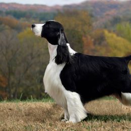 English Springer Spaniels from Dalsland