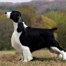 English Springer Spaniels from Dalsland