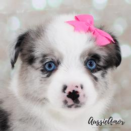 Bi Blue Merle 2 blue eyes - Blue merle female Miniature Australian Shepherd puppy in Pinehurst, Texas from Aussie Amor