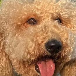 Winter - Goldendoodle