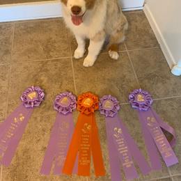 Australian Shepherd Puppies from Cu2 Aussies