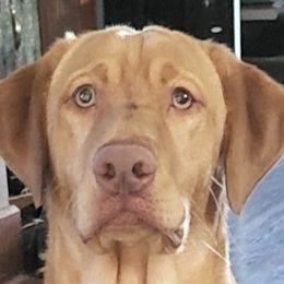Labrador Retrievers from 3 River's Outdoors Labs