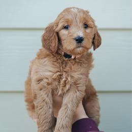 Light pink - Mulan - Red  female Goldendoodle puppy in Duncan, South Carolina from Abner Creek Poodles & Doodles