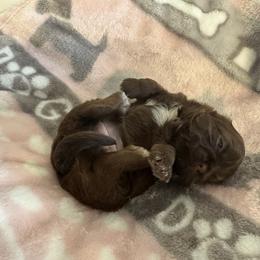 Girl 3 - Liver female Shih Tzu puppy in Hermiston, Oregon from Butterfly Shih Tzu Pups
