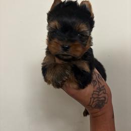 Boy 2 - Black and tan male Yorkshire Terrier puppy in Cornelia, Georgia from Kruz Kennels