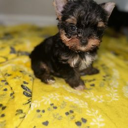 French Bulldog and Yorkshire Terrier Puppies from Twinkle Paws Frenchies and Yorkies