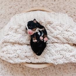 Anchor - Tri-color male Bernedoodle puppy in Cold Spring, Minnesota from A.N.A. Doodles