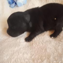 Bruizer - Black male Pomeranian puppy in Wanette, Oklahoma from Council Creek Cuties
