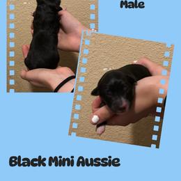 Coal - Black male Miniature Australian Shepherd puppy in North Lakeport, California from Wild Rose Ranch
