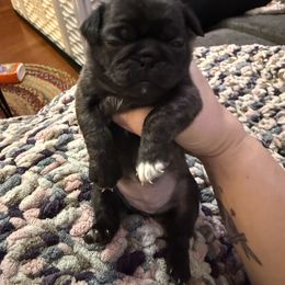 Noodle - Brindle female Pug puppy in Vader, Washington from Tanori Kennels