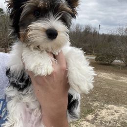 Biewer Terrier Puppies from Southern Star Biewers