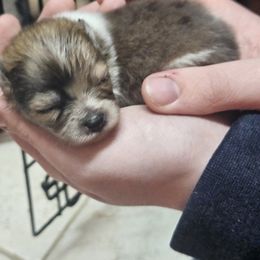 Maltipoos, Pomeranians, and Poodles from Absher Ranch