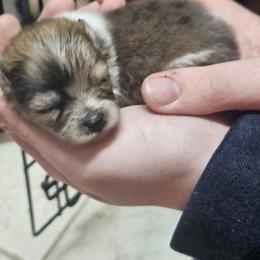 Maltipoos, Pomeranians, and Poodles from Absher Ranch