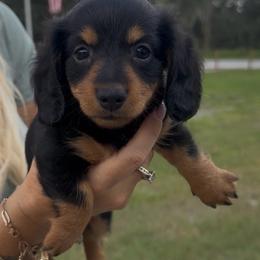 Brooke - Black and tan female Dachshund puppy in Lakeland, Florida from Queens of the South