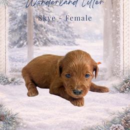 Skye - Red  female Goldendoodle puppy in Canton, Georgia from Teddy Puppies