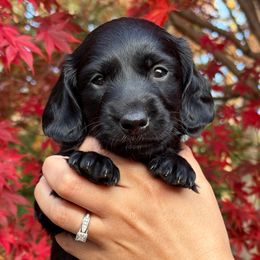 Binx - Black male Dachshund puppy in Sutherland, Virginia from Sutherland Estates Dachshunds