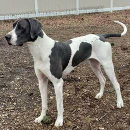 CUPID - Great Dane
