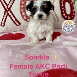 Yorkshire Terrier Puppies from Sunshine Luv Yorkies