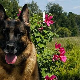German Shepherds from Misty Hills German Shepherds