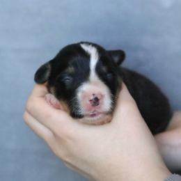 Raven - Black and tan female Pembroke Welsh Corgi puppy in Fayetteville, Arkansas from Intergalactic Corgis
