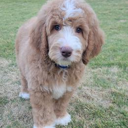 Goldendoodle puppies from Elite Goldendoodles and Bernedoodles