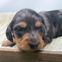 Chapel - Dapple male Dachshund puppy in Murfreesboro, Tennessee from Kimbrie's Dream Cream Doxies