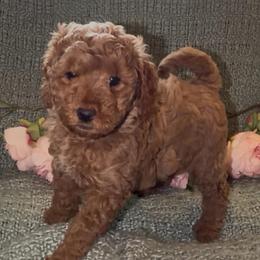 Hazel - Apricot female Goldendoodle puppy in Greenville, South Carolina from Law Doodles of SC