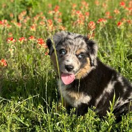 Miniature Australian Shepherds from Blue Stars on the Brazos