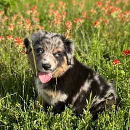 Miniature Australian Shepherds from Blue Stars on the Brazos