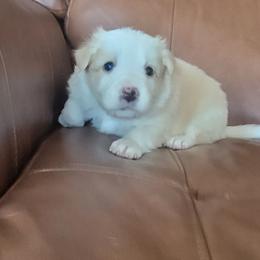 Butter - Gold female Border Collie puppy in Caledonia, Michigan from Magnolia Acres