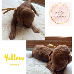 Yellow - Female - Red  female Poodle puppy in Lima, Ohio from Buckeye Red Standard Poodles