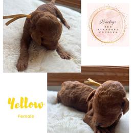 Yellow - Female - Red  female Poodle puppy in Lima, Ohio from Buckeye Red Standard Poodles