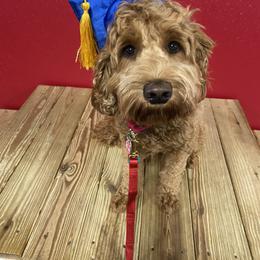 Australian Labradoodle Puppies from Wild Daisy Labradoodles