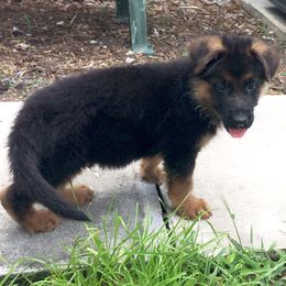 German Shepherd Puppies from Finca Vom Chaveco