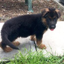German Shepherd Puppies from Finca Vom Chaveco