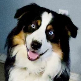 Maverick - Australian Shepherd